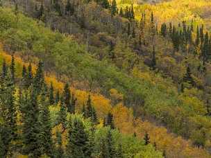 Autumn Forest