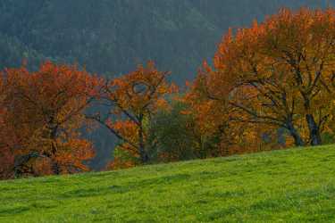 Single Shot Italy Panoramic Landscape Photography Scenic Lake Tree Stock Pictures Park Spring - 018838 - 11-10-2015 - 7952x5304 Pixel Single Shot Italy Panoramic Landscape Photography Scenic Lake Tree Stock Pictures Park Spring Sunshine Summer Fine Art Prints Art Photography Gallery Fine Art...