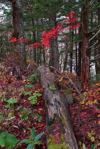 Forest Forest - Panoramic - Landscape - Photography - Photo - Print - Nature - Stock Photos - Images - Fine Art Prints - Sale -...