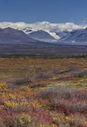 Denali Hwy Cantwell Viewpoint Alaska Panoramic Landscape Photography What Is Fine Art Photography - 020398 - 09-09-2016 - 7716x11270 Pixel Denali Hwy Cantwell Viewpoint Alaska Panoramic Landscape Photography What Is Fine Art Photography Grass Fine Art Fotografie Leave Fine Art Giclee Printing Image...
