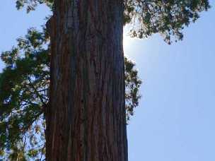 Sequoia Trees