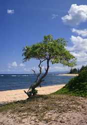 Mokuleia Beach Park North Shore Hawaii Surfing Ocean Images Art Photography For Sale Tree - 010618 - 22-10-2011 - 4250x6078 Pixel Mokuleia Beach Park North Shore Hawaii Surfing Ocean Images Art Photography For Sale Tree Fine Art Photography For Sale Color Stock Images Stock Photos What Is...