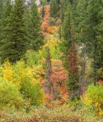 Cottonwood Canyon Utah Autumn Color Colorful Fall Foliage Creek Art Prints Panoramic Stock Photos - 015584 - 21-09-2014 - 6983x8308 Pixel Cottonwood Canyon Utah Autumn Color Colorful Fall Foliage Creek Art Prints Panoramic Stock Photos Senic Stock Fine Art Printing Beach Spring Country Road...