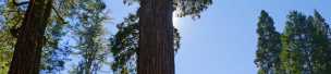 Sequoia Trees